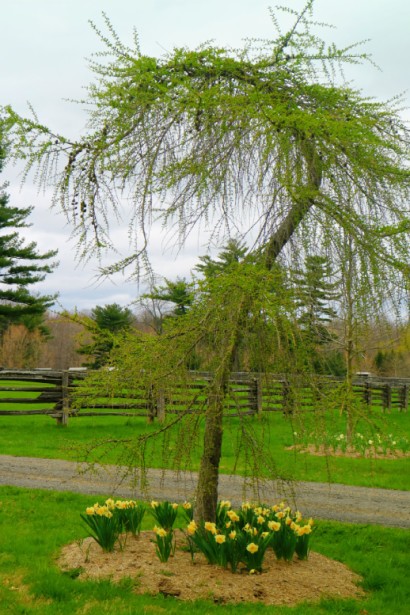 Larix decidua Horstmann Recurved on shtambe